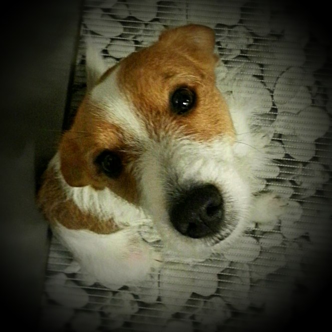 il nostro cane Freddie che segue con attenzione i movimenti in cucina