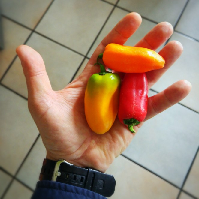 Tre mini peperoni stanno in una mano