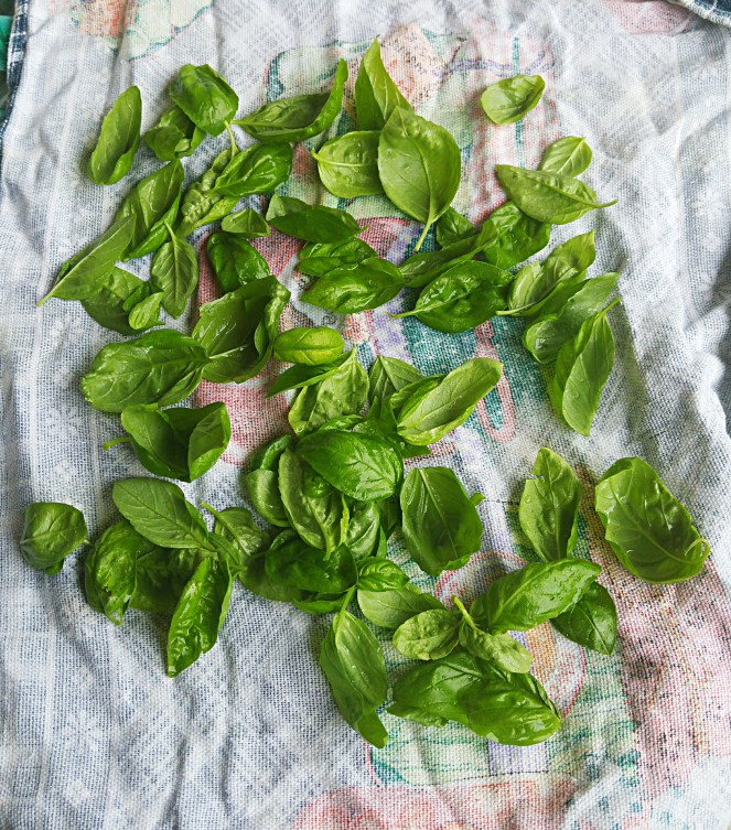 foglie_basilico_lavate_asciugano_su_canovaccio.jpg