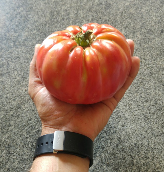 Oltre 550 gr di peso per l'esemplare di pomodoro cuore di bue utilizzato per preparare la nostra ricetta glutenfree di oggi