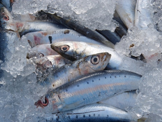 Sardine appena pescate sono l'ideale per preparare le sarde in saor. In questo modo, dureranno più giorni grazie alla speciale tecnica di marinatura.
